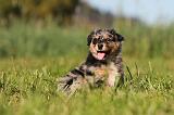 BERGER AUSTRALIEN PUPPIES 187